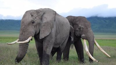 3 Days Mombasa to Masai Mara Big Five Luxury Flying Safari Tour - Image - 20386
