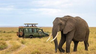 3-Day Maasai Mara Fly-in Safari from Mombasa - Image - 26599