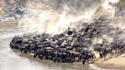 5 DAYS SERENGETI GREAT MIGRATION - Image - 7555