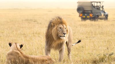 6 DAYS NAIROBI, LAKE NAIVASHA, NAKURU AND MAASAI MARA - Image - 9804