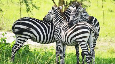 4-Day Short Vacation to Uganda - Gorilla Trekking Bwindi - Image - 26688