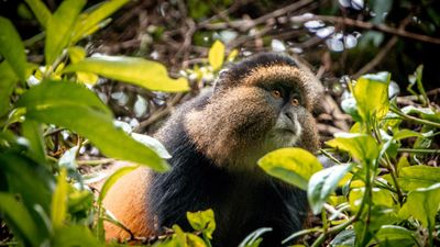 8 Days Uganda & Rwanda Safari | Gorillas, Lions & Culture - Image - 11190