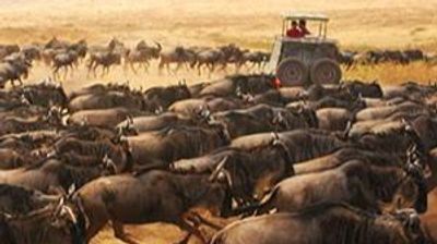 5 Days Masai Mara Migration & Nakuru Big Five Budget Safari - Image - 21774