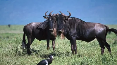 6-Day Serengeti Migration Group Camping Safari - Image - 21991