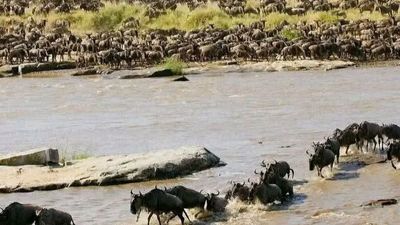 12-Night Kenya Bird & Wildlife Photographic Safari | Tsavo, Amboseli & Masai Mara - Image - 21932