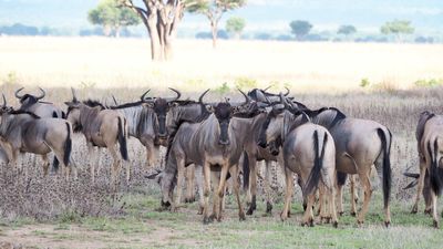 5 DAYS SERENGETI GREAT MIGRATION - Image - 7557