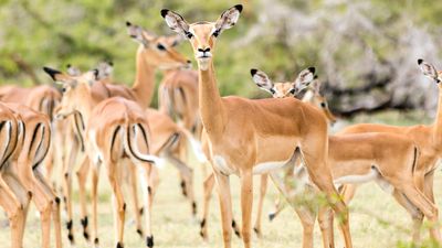 4 DAYS GREAT RUAHA NATIONAL PARK - Image - 7584
