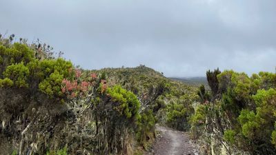 7-Day Machame Route – Mount Kilimanjaro Climbing Adventure - Image - 21699