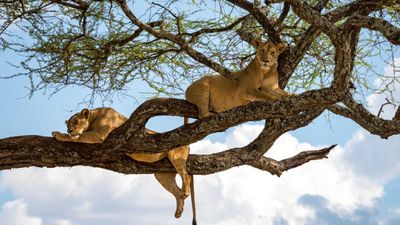 5-Day Luxury Honeymoon Safari Escape - Image - 17965