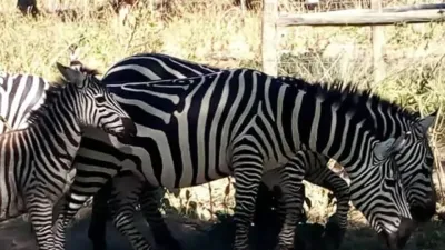 Best of Kenya Safari – Big Five, Rhinos & Balloon Experience - Image - 20736