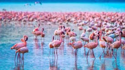 White Rhino Safari Adventure at Lake Nakuru National Park ,Lake Nakuru Wildlife & Rift Valley Day Tour , One-Day Rhino & Flamingo Safari from Nairobi - Image - 19854