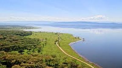 White Rhino Safari Adventure at Lake Nakuru National Park ,Lake Nakuru Wildlife & Rift Valley Day Tour , One-Day Rhino & Flamingo Safari from Nairobi - Image - 19856