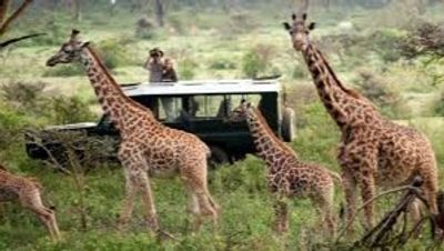 White Rhino Safari Adventure at Lake Nakuru National Park ,Lake Nakuru Wildlife & Rift Valley Day Tour , One-Day Rhino & Flamingo Safari from Nairobi - Image - 19851
