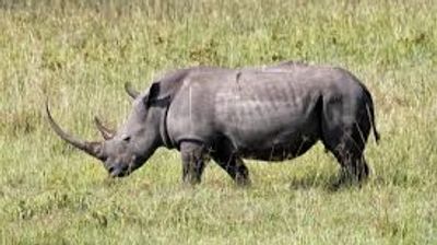 White Rhino Safari Adventure at Lake Nakuru National Park ,Lake Nakuru Wildlife & Rift Valley Day Tour , One-Day Rhino & Flamingo Safari from Nairobi - Image - 19853