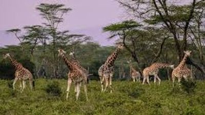 White Rhino Safari Adventure at Lake Nakuru National Park ,Lake Nakuru Wildlife & Rift Valley Day Tour , One-Day Rhino & Flamingo Safari from Nairobi - Image - 19857