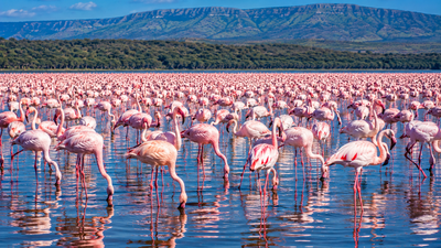 6 Days Lake Naivasha, Lake Nakuru & Masai Mara Safari - Image - 25161