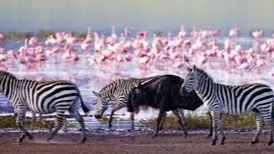 White Rhino Safari Adventure at Lake Nakuru National Park ,Lake Nakuru Wildlife & Rift Valley Day Tour , One-Day Rhino & Flamingo Safari from Nairobi - Image - 19852