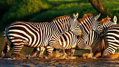 Lake Nakuru national Park 2 Days Tour - Image - 25475