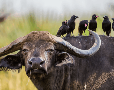 7-Day Uganda Gorilla, Chimpanzees & Wildlife Adventure Safari - Image - 3642