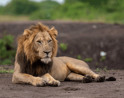 7-Day Uganda Gorilla, Chimpanzees & Wildlife Adventure Safari - Image - 3657