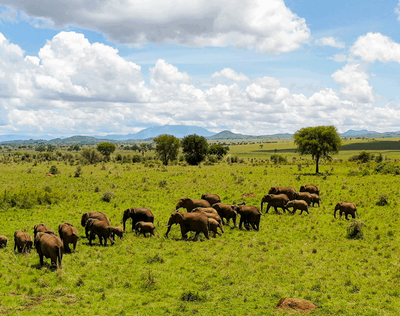 7-Day Uganda Gorilla, Chimpanzees & Wildlife Adventure Safari - Image - 3652