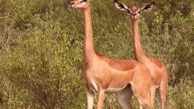 3-Day Samburu Fly-in Safari from Nairobi - Image - 26607