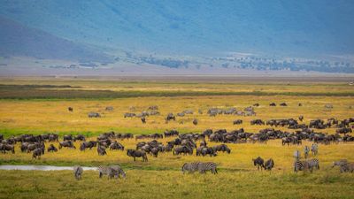7 DAYS GROUP JOINED PACKAGE MARA RIVER CROSSING - KOGATENDE - Image - 25186