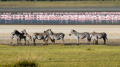 8-Day Unforgettable Great Migration Safari Adventure Luxury - Image - 11795