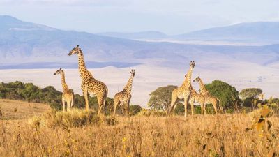 6‑Day Big Five Safari Experience and Exceptional Wildlife Encounters - Image - 11811