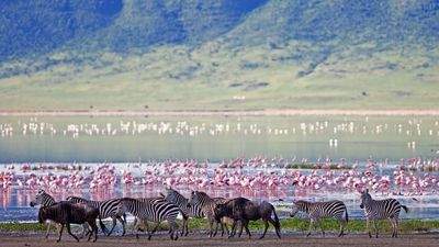 13 Day Unforgettable Tanzania wildlife Safari and Zanzibar Beach Paradise - Image - 11773