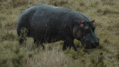 6 DAYS PRIVATE SAFARI - Image - 25267