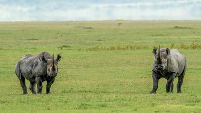 6 DAYS GROUP JOINED SAFARI - CENTRAL SERENGETI - Image - 25100