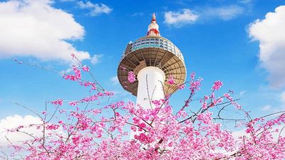 (BAY ĐÊM VỀ TỐI) CHƯƠNG TRÌNH MÙA HOA: SEOUL-EVERLAND–NAMI ISLAND–THƯ VIỆN SÁCH STARFIELD-NAMSAN - Image - 7007