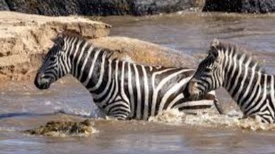 4 Days Maasai Mara Great Wildebeest Migration Safari 2026 - Image - 25656