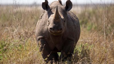 6-Day Tanzania Wildlife Discovery – Mid-Range Safari Adventure - Image - 18192