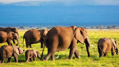 4 Days Maasai Mara Great Wildebeest Migration Safari 2026 - Image - 25655