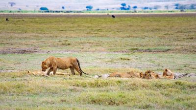 6-Day Tanzania Wildlife Discovery – Mid-Range Safari Adventure - Image - 18188