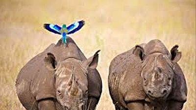 Ultimate Kenya Big Five Safari, Northern Wilderness & Diani Beach Holiday - Image - 19997