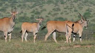 4 Days Samburu National Reserve & Ol Pejeta Conservancy Safari - Image - 25696