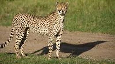 Best of Kenya Safari – Big Five, Rhinos & Balloon Experience - Image - 20732