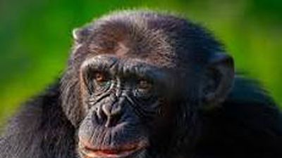 Ol Pejeta Rhinos & Chimpanzee Sanctuary Safari Tour – 3 Days - Image - 20721