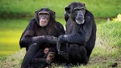 Ol Pejeta Rhinos & Chimpanzee Sanctuary Safari Tour – 3 Days - Image - 20722