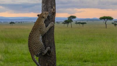 3- Days fly in Safari from Zanzibar to Serengeti NP & Ngorongoro - Image - 15172