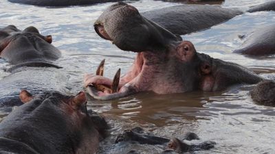 3-Day Mikumi Explorer – Wildlife, Culture & Adventure by SGR - Image - 18318