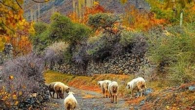 Autumn in Pakistan: Hunza-Skardu-Islamabad - Image - 18181