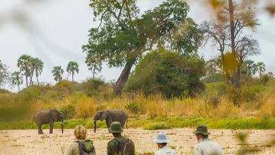 4-Day Nyerere and Mikumi National Parks- Mid Range Safari-Fly out - Image - 18045
