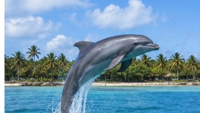 12-Day Ultimate Tanzania Safari & Zanzibar Luxury Escape - Image - 18075