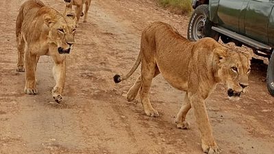 Tsavo East Day Trip from Mombasa – Red Elephants Safari - Image - 21648