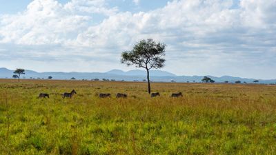 3-Day Mikumi Explorer – Wildlife, Culture & Adventure by SGR - Image - 18308