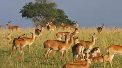 6-Day Budget Friendly African Safari and Gorilla Trekking - Image - 26672